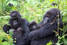 Best Place to See Gorillas in East Africa